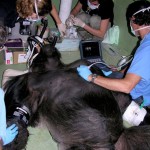 Gorila de espalda plateada durante el chequeo cardiológico